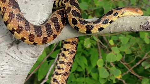 An Endangered Foxsnake crawls along a tree branch in Ontario, Canada. Stock Footage 12155833