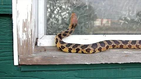 An Endangered Foxsnake slithers along a window sill looking for way into house. Stock Footage 12153521