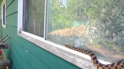 An Endangered Foxsnake slithers along a window sill looking for way into house. Stock Footage 12153767