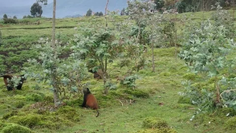Endangered golden monkeys, Virunga Stock Footage 74102578