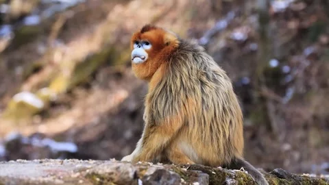 Endangered Golden Snub Nosed Monkey Grooming Fur Video stock 335007141