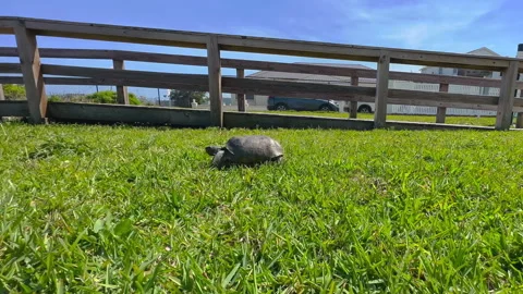 Endangered gopher tortoise turtle walking in grass towards dirt burrow, Stock Footage 243873723