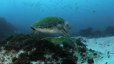 A endangered Green Sea Turtle bites its own flipper as a scuba diver Stock Footage 169883804