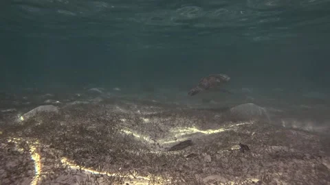 Endangered Green Sea Turtle Eating Seagrass 4K (1) Stock Footage 302374213