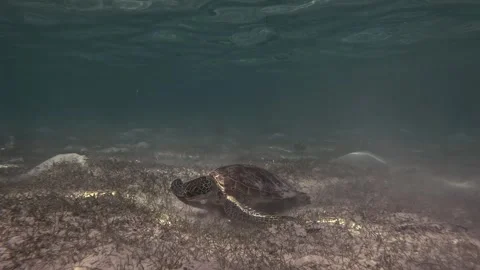Endangered Green Sea Turtle Eating Seagrass 4K (2) Stock Footage 302374227
