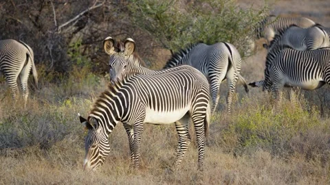 Endangered Grevys Zebras Grazing in Dry Samburu National Reserve Kenya. Stock Footage 319779482