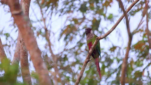 Endangered Grey-breasted parakeet individual perched in tree in rainforest Video stock 278445314