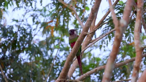 Endangered Grey-breasted parakeet individual perched in tree in rainforest Video stock 278445337