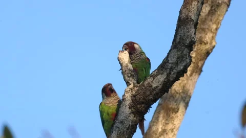 Endangered Grey-breasted parakeet parrot birds in tree in rainforest cloud 스톡 동영상 301874859