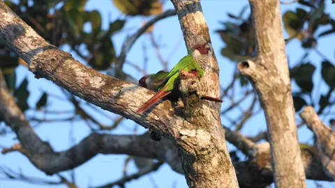 Endangered Grey-breasted parakeet parrot birds in tree in rainforest cloud Stock Footage 307172177