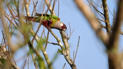Endangered Grey-breasted Parakeet perched in leafless tree branches, 库存影片 277625393