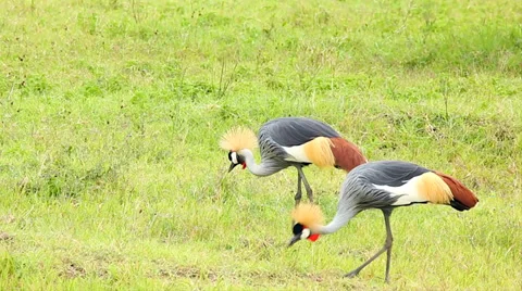 Endangered Grey Crowned Cranes grazing in in Ngorongoro Crater, Tanzania. Stock Footage 35509043