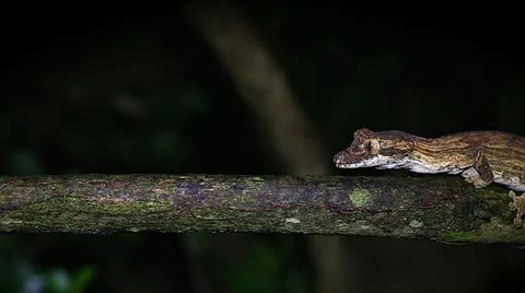 An endangered Guenther's Leaf-tail gecko in Madagascar. Video stock 21287443