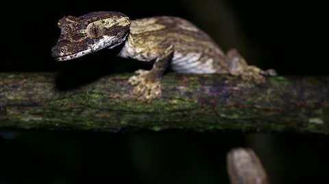 An endangered Guenther's Leaf-tail gecko in Madagascar. Video stock 21287576