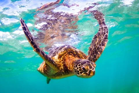 Endangered Hawaiian Green Sea Turtle Stock Photos