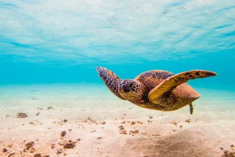 Endangered Hawaiian Green Sea Turtle Stock Photos