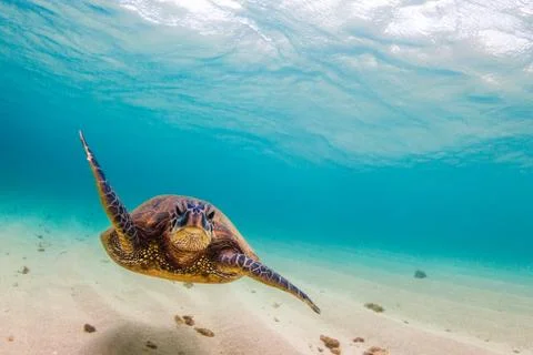 Endangered Hawaiian Green Sea Turtle Stock Photos