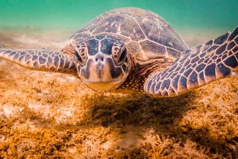 Endangered Hawaiian Green Sea Turtle Stock Photos