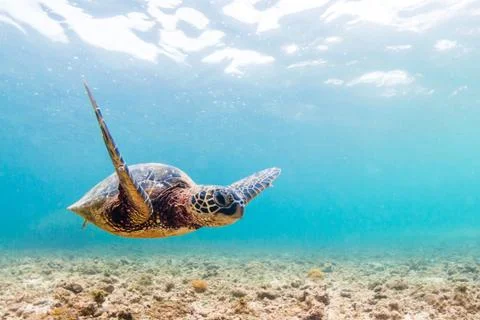 Endangered Hawaiian Green Sea Turtle Stock Photos