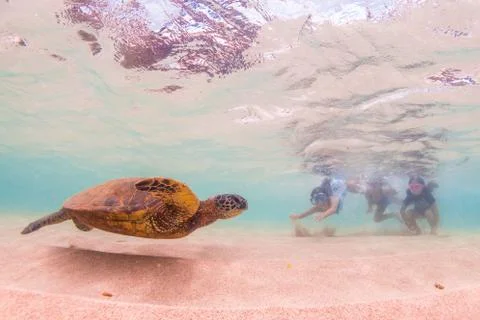 Endangered Hawaiian Green Sea Turtle Stock Photos