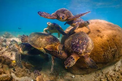 Endangered Hawaiian Green Sea Turtle Stock Photos