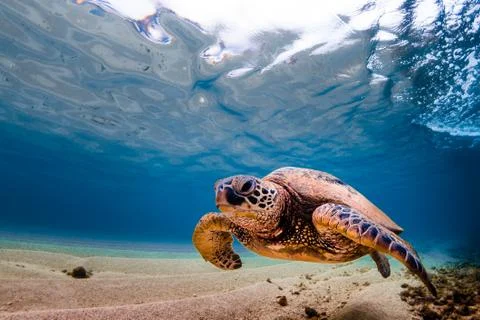 Endangered Hawaiian Green Sea Turtle Stock Photos