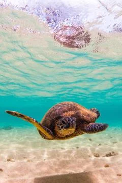 Endangered Hawaiian Green Sea Turtle Stock Photos