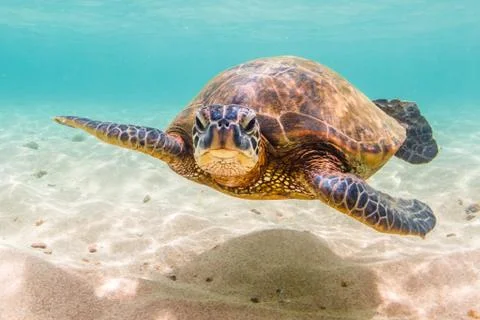 Endangered Hawaiian Green Sea Turtle Stock Photos