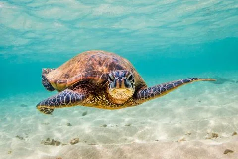 Endangered Hawaiian Green Sea Turtle Stock Photos