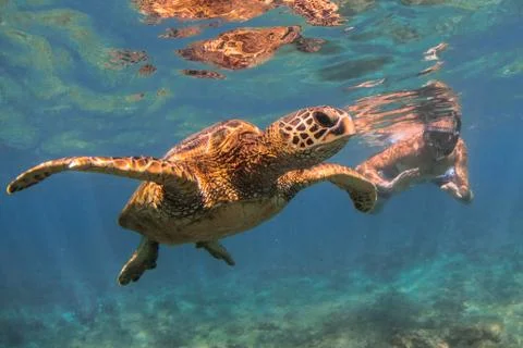 Endangered Hawaiian Green Sea Turtle Stock Photos