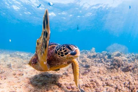 Endangered Hawaiian Green Sea Turtle Stock Photos