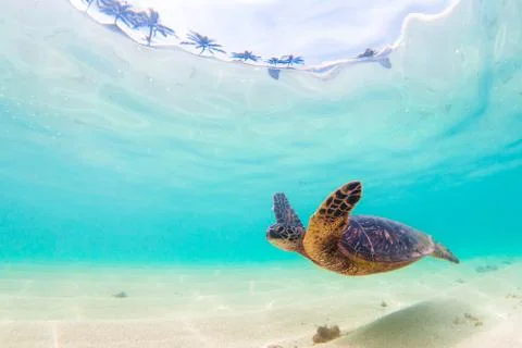 Endangered Hawaiian Green Sea Turtle Stock Photos