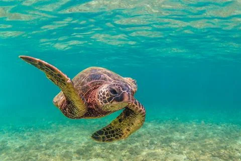 Endangered Hawaiian Green Sea Turtle Stock Photos