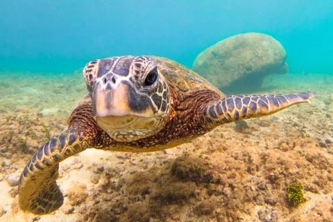 Endangered Hawaiian Green Sea Turtle Stock Photos