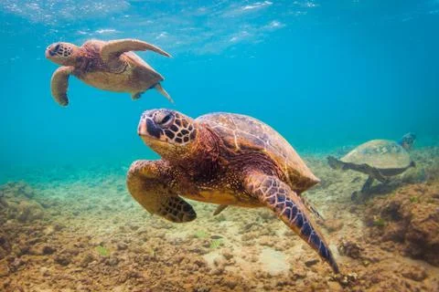 Endangered Hawaiian Green Sea Turtle Stock Photos