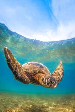 Endangered Hawaiian Green Sea Turtle Stock Photos