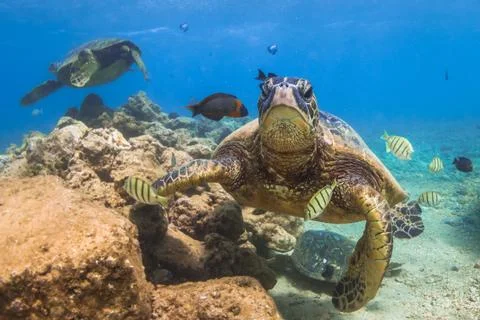 Endangered Hawaiian Green Sea Turtle Stock Photos