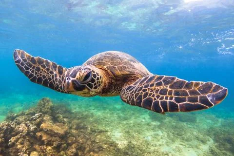 Endangered Hawaiian Green Sea Turtle Stock Photos