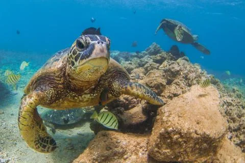 Endangered Hawaiian Green Sea Turtle Stock Photos