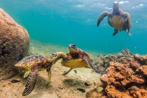 Endangered Hawaiian Green Sea Turtle Stock Photos