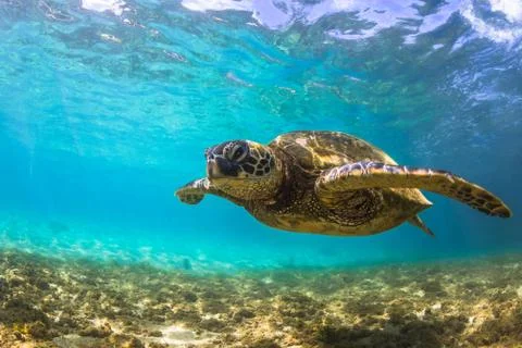 Endangered Hawaiian Green Sea Turtle Stock Photos