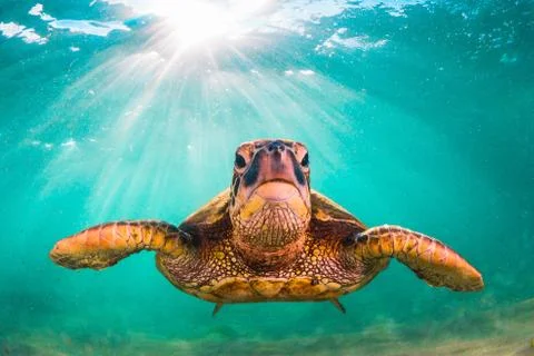 Endangered Hawaiian Green Sea Turtle Stock Photos