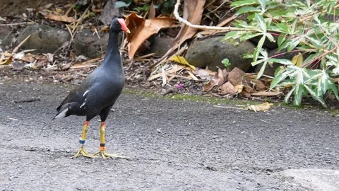 Endangered Hawaiian Moorehen with a tracking bracket Stock Footage 91076970