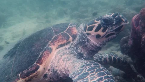 Endangered Hawksbill Sea Turtle Stock Footage 158985546