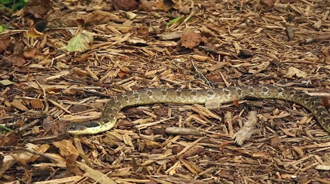 Endangered Hog-nosed Snake exploring the forest floor in Ontario, Canada. Stock Footage 29061122