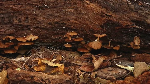 Endangered Hog-nosed Snake exploring the forest floor in Ontario, Canada. Stock Footage 29062325