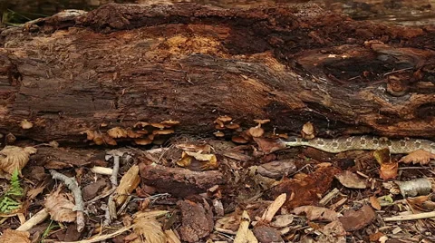 Endangered Hog-nosed Snake exploring the forest floor is captured in hand. Stock Footage 29062494