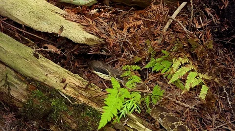 Endangered Hog-nosed Snake exploring the forest floor in Ontario, Canada. Stock Footage 29063089