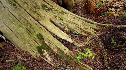 Endangered Hog-nosed Snake exploring the forest floor in Ontario, Canada. Stock Footage 29063584