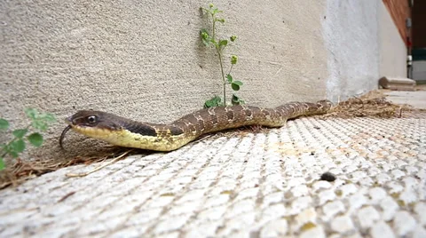 Endangered Hog-nosed Snake slithers around the outside wall of a house. Stock Footage 29064656